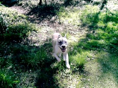 mon chien